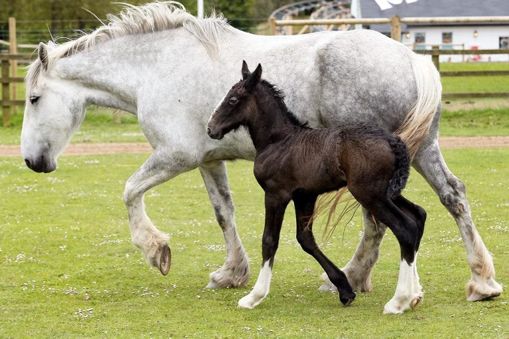 Horse Age-Related Health Concerns:undergo various physical and mental changes that can affect their overall health and quality of life