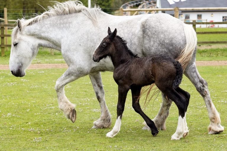 Horse Age-Related Health Concerns:undergo various physical and mental changes that can affect their overall health and quality of life