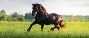 Gaited Horses