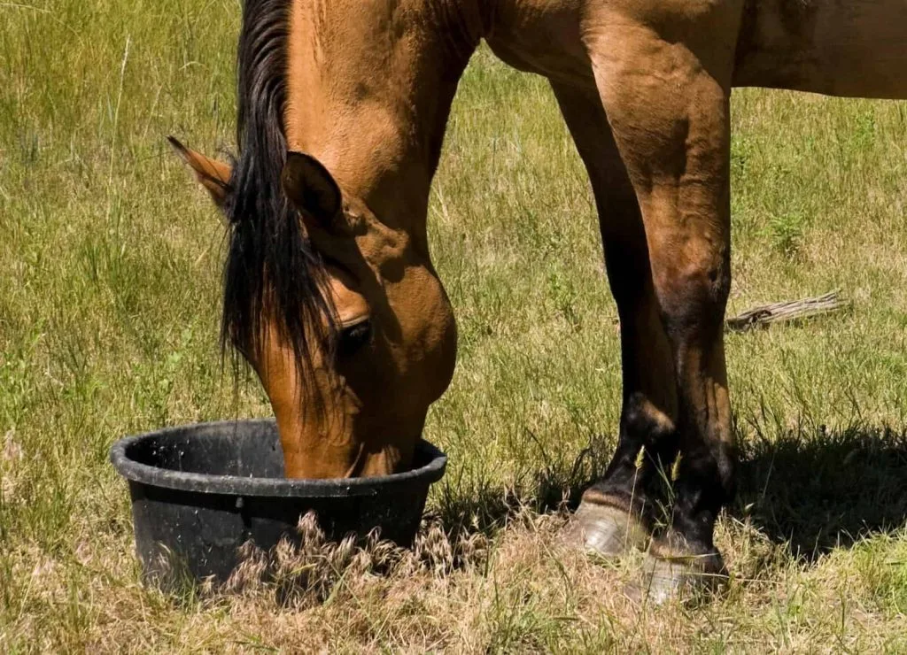 The Digestive Advantages of Switching to Extruded Feed for Horses