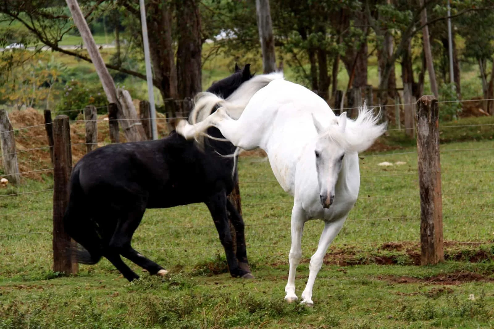 A Horse’s Sudden Attack;rare instances when a horse can display unexpected aggression
