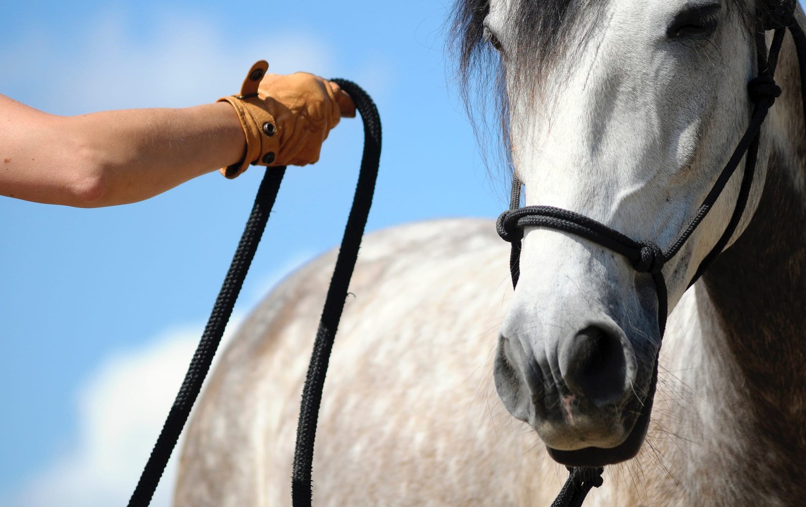 Preparing Your Horse for a Show: A Step-by-Step Guide,Preparing for a horse show can be an exciting yet overwhelming experience