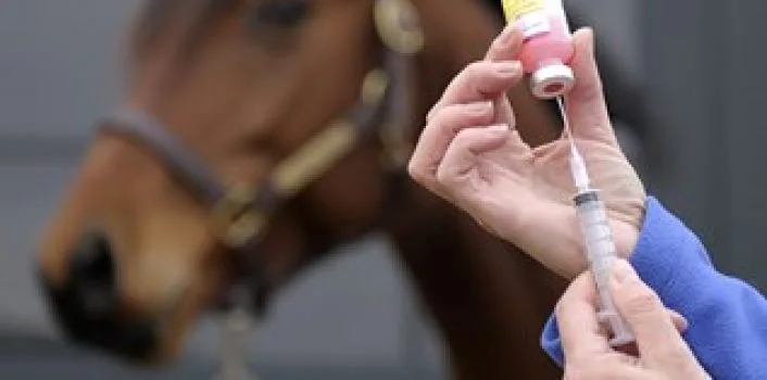 Vaccination Schedule for Horses: Understanding Which Vaccines Are Necessary and Why