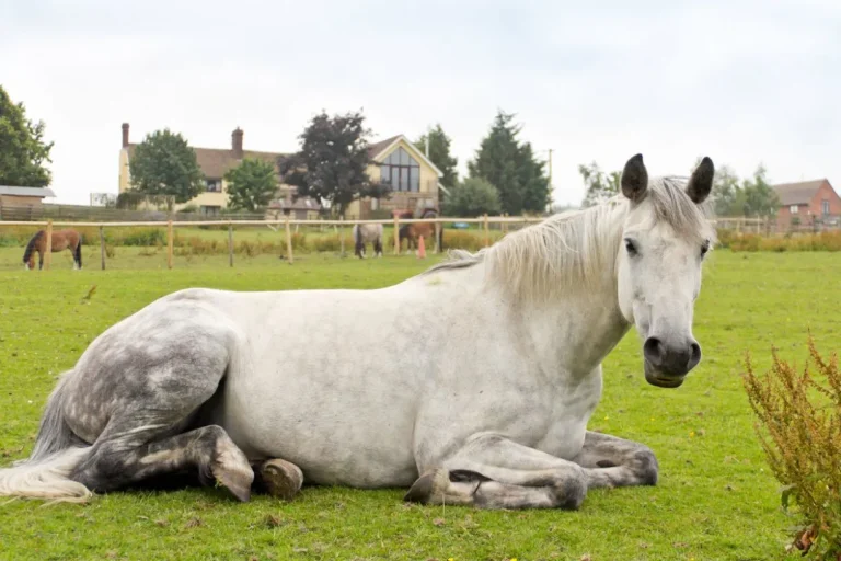 "Understanding How Horses Sleep: From Standing Naps to Deep Resting Patterns"