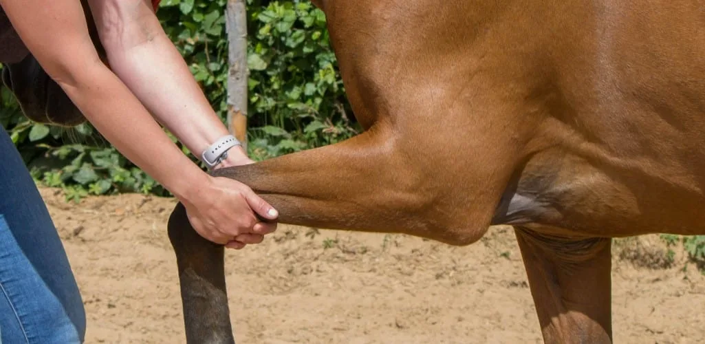 Effective Exercises to Relieve One-Sided Stiffness in Horses