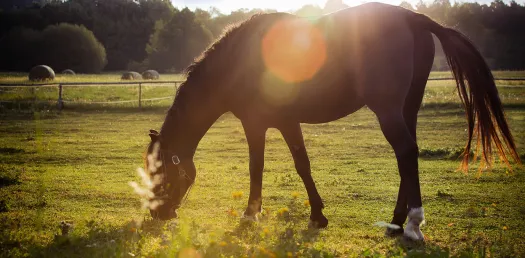 "Healing from Within: Nutritional Support for Injured Horses Caring for an requires more than just medical attention