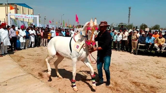 Experience the Thrill of Tradition at the 'Shekhawati Horse Show 2024'