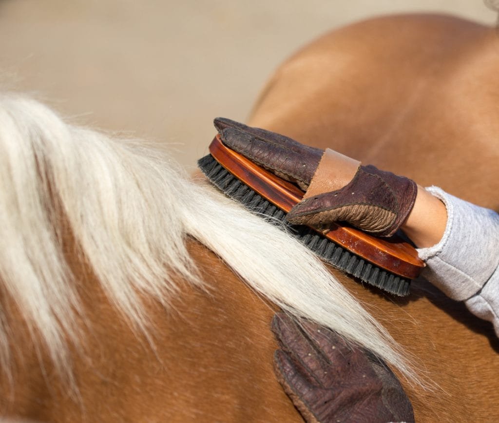 Preparing Your Horse for a Show: A Step-by-Step Guide,Preparing for a horse show can be an exciting yet overwhelming experience