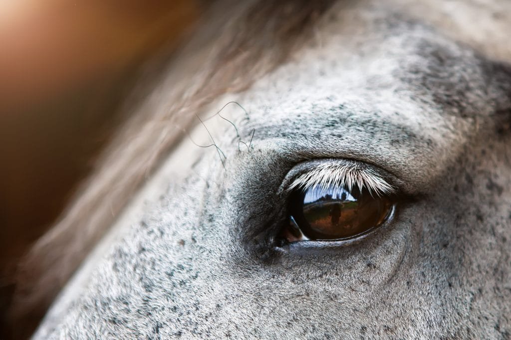 Horse Vision Explained: From Night Sight to Distance Clarity and Depth ...