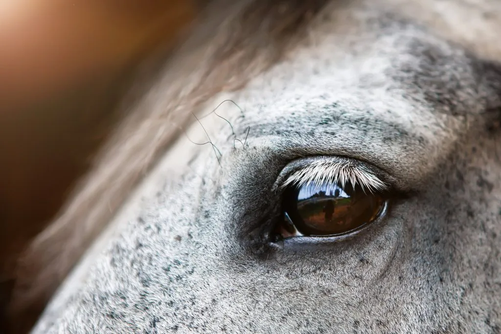 Horse Vision Explained: From Night Sight to Distance Clarity and Depth Perception—Understanding How Horses Navigate Their World Effectively