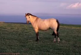 Lundy Pony: breed that hails from the beautiful and rugged landscape of Lundy Island, located off the coast of Devon, England