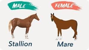 Are Male or Female Horses Faster?