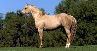 palomino