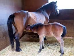 Kiso Horse