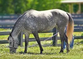 Dapple Gray horse