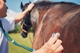 How Long Do Horses Live? Understanding Equine Lifespans and Care