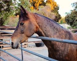 Horse allergies : real challenge for those who love these magnificent animals but suffer from allergic reactions
