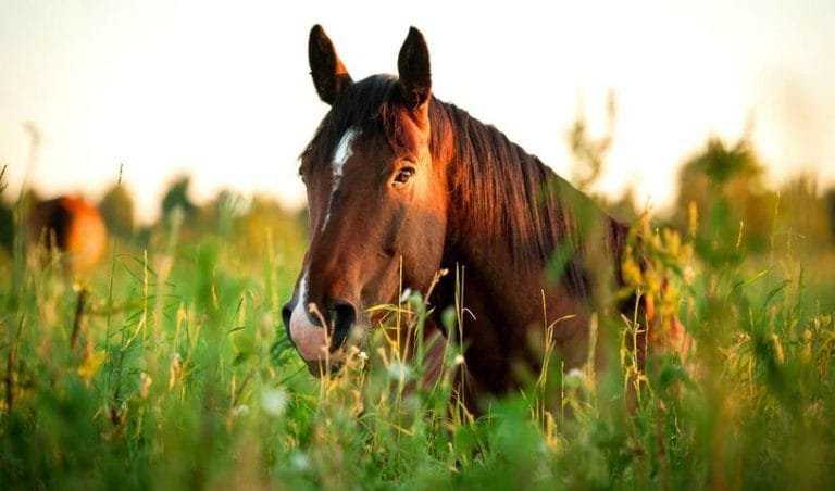 Natural Remedies for Common Ailments: Exploring Herbal Treatments and Home Remedies for Horses
