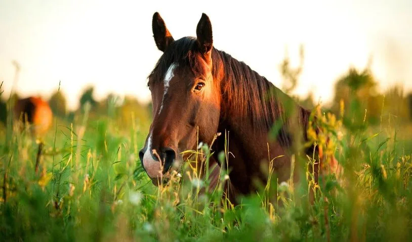 Natural Remedies for Common Ailments: Exploring Herbal Treatments and Home Remedies for Horses