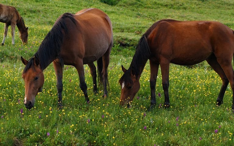 Holistic Approaches to Horse Health:treating the whole horse—body, mind, and spirit—rather than just addressing specific symptoms or issues