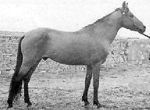 The Iomud Horse: A Blend of Elegance and Strength