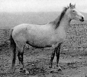 The Iomud Horse: A Blend of Elegance and Strength