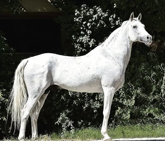 The Iomud Horse: A Blend of Elegance and Strength