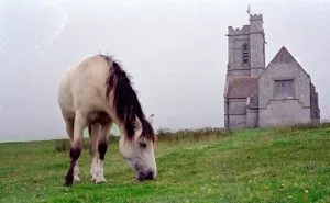 Lundy Pony: breed that hails from the beautiful and rugged landscape of Lundy Island, located off the coast of Devon, England
