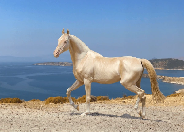 The Akhal-Teke: Nature's Shimmering Gem