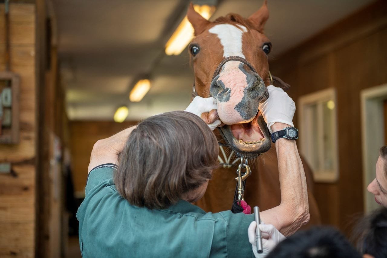 Preparing Your Horse for a Show: A Step-by-Step Guide,Preparing for a horse show can be an exciting yet overwhelming experience