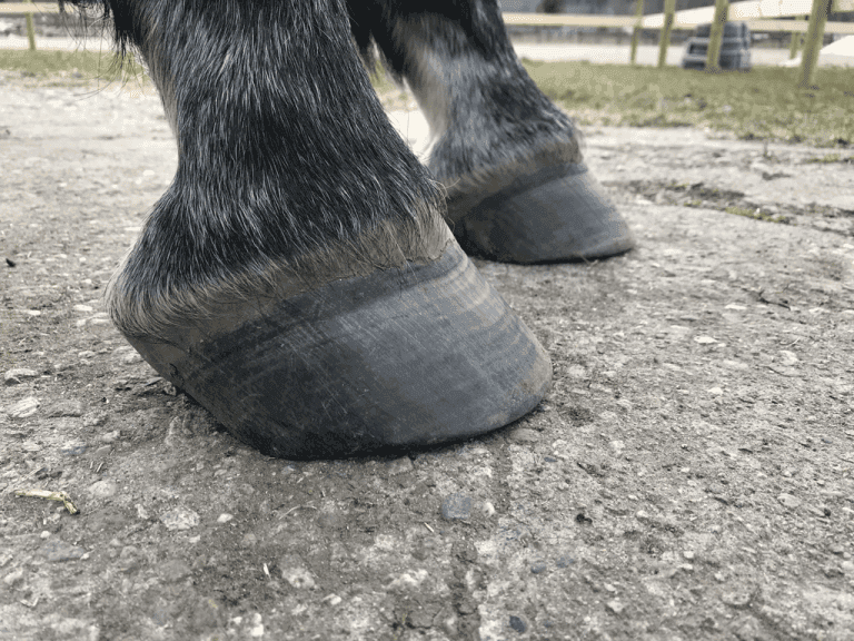 Hoof trimming ; key aspect of this care, is essential for maintaining a horse’s health and performance