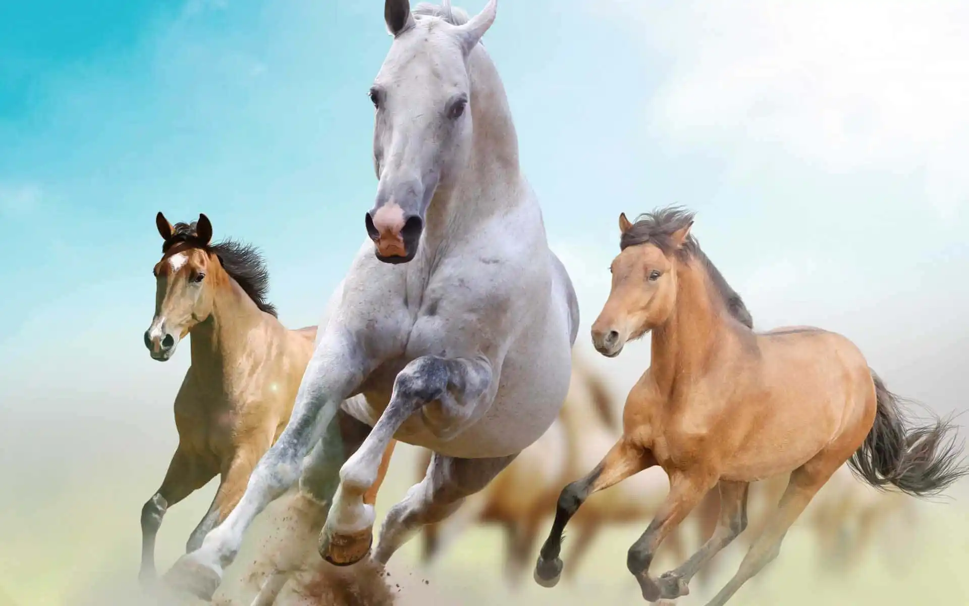 The Most Beautiful Horses in the World: A Celebration of Equine Elegance