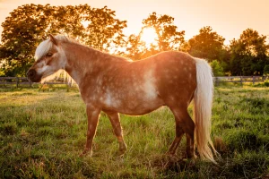 Ponies