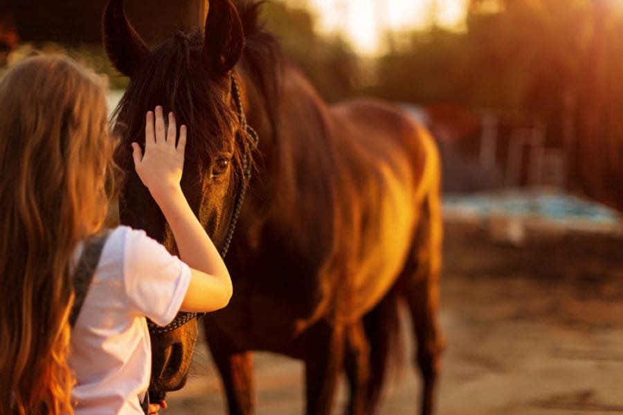 Why Owning a Horse is a Rewarding Experience: The Benefits You’ll Love