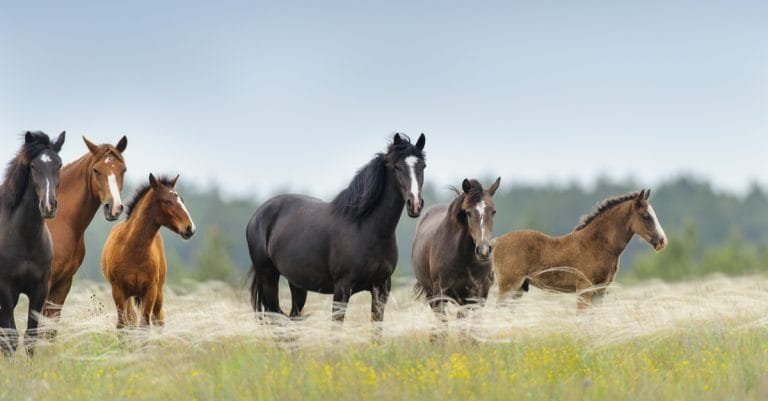 Horses Have Weaknesses Too: Insights for Better Care and Handling