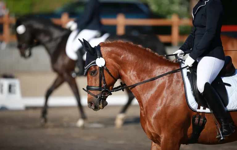 Grooming Essentials for Competition: How to Prepare Your Horse for Success