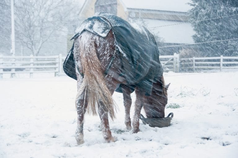 Horse’s Body Condition During Winter ; Winter can be a tough season for horses