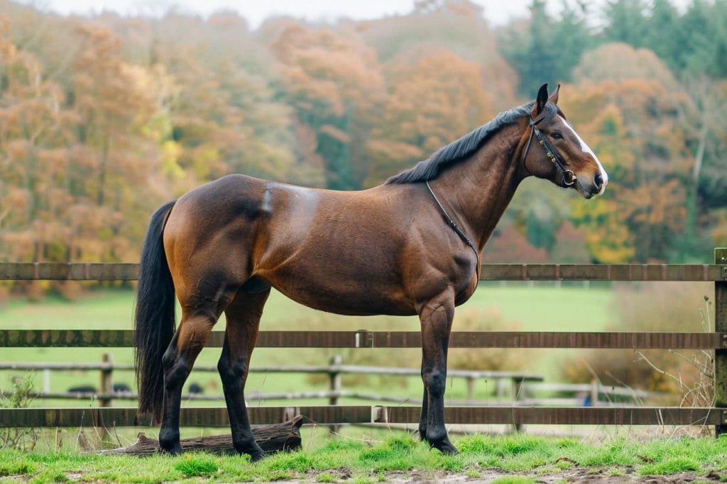 British Warmblood ; remarkable breed known for its elegance, versatility, and athleticism