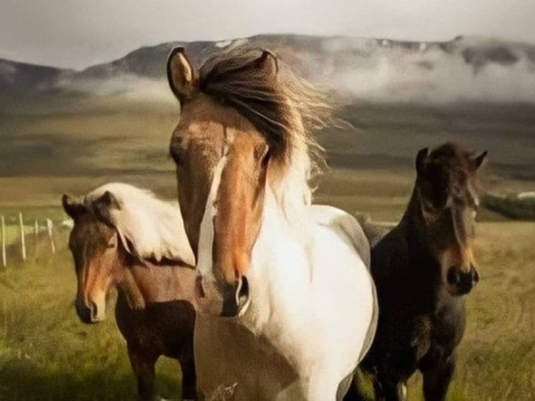 Which Country Has the Best Horses? Exploring Global Equestrian Excellence,From racing to show jumping and dressage, different countries have developed unique strengths in equestrian sports