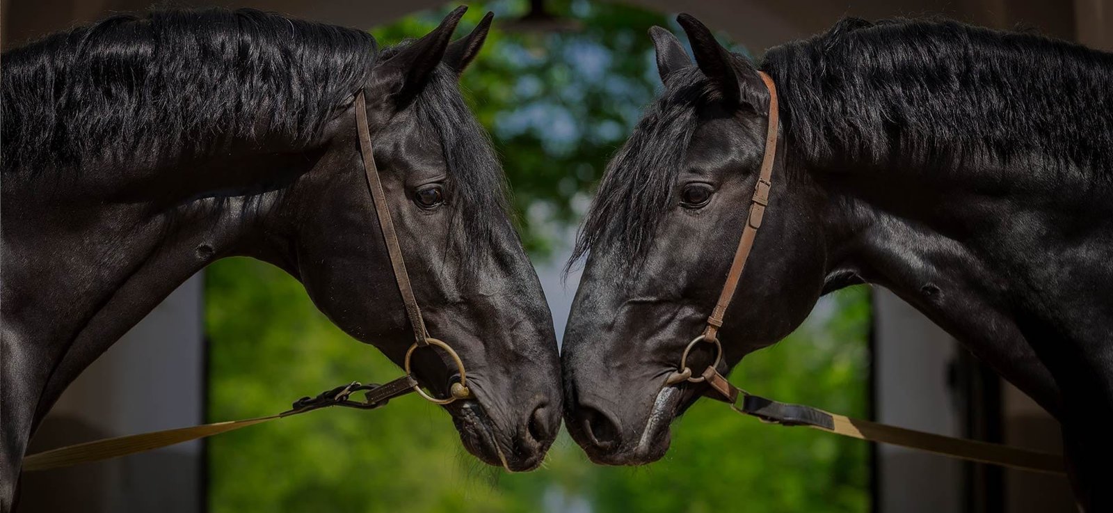 Kladruber Horse;breed, originating from the Czech Republic, has a story as rich as its impressive appearance