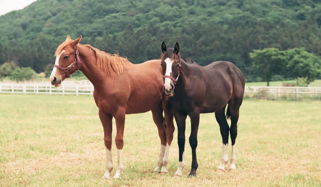 Horse Age-Related Health Concerns:undergo various physical and mental changes that can affect their overall health and quality of life