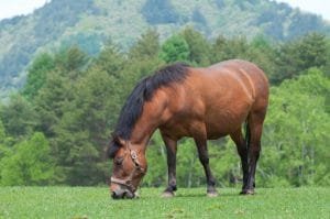 Kiso Horse