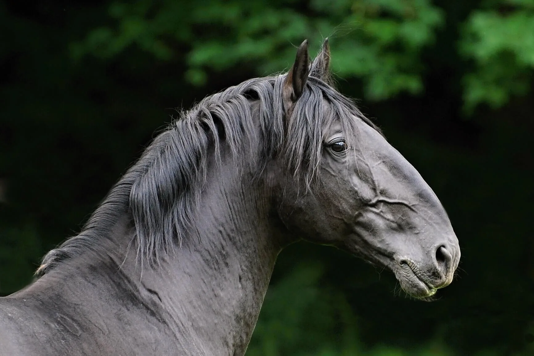 Kladruber Horse