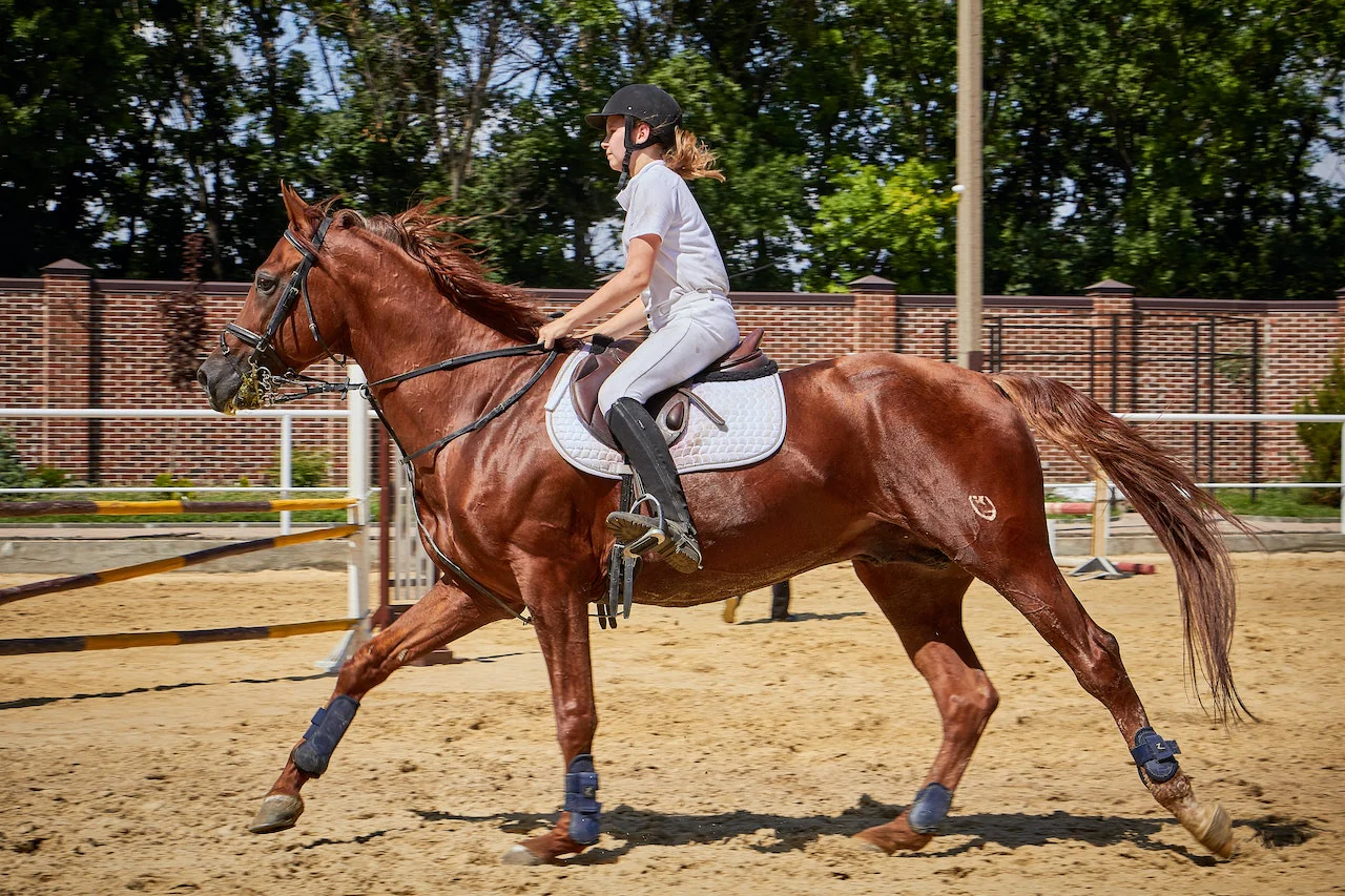 Identifying Causes of Poor Performance in Horses :Guide to Diagnosing Health, Training, and Behavioral Issues
