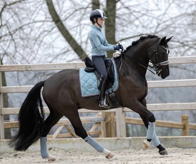 Common Mistakes New Horse Riders Make and How to Avoid Them