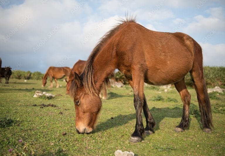 Yonaguni Horse: A Unique Treasure of Japan