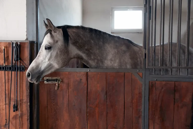 3 Complementary Therapies for Horses;Acupuncture,Massage Therapy and Aromatherapy