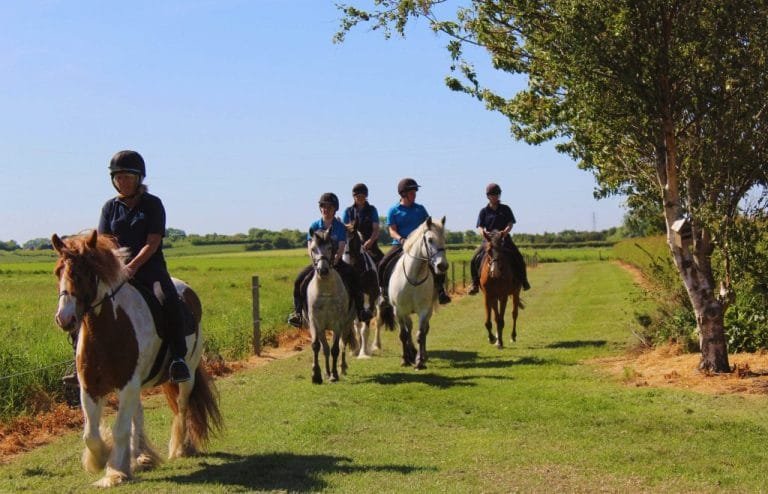 How to Train a Young Horse: Tips for Success