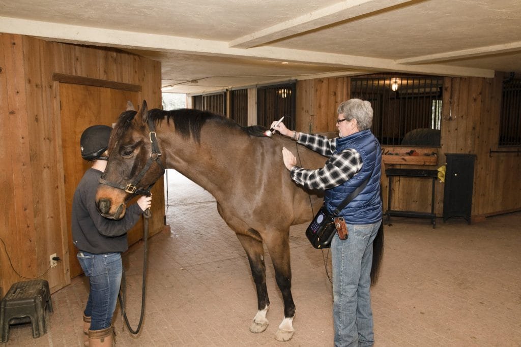 Laser Therapy for Speeding Up Equine Injury Recovery: A Professional Perspective