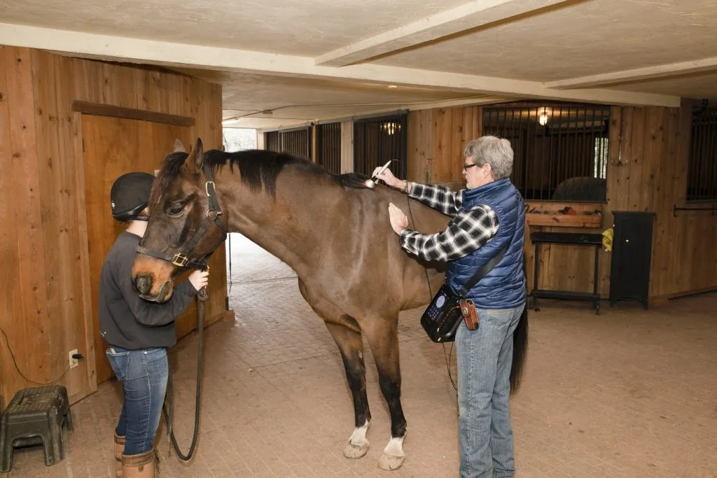 Laser Therapy for Speeding Up Equine Injury Recovery: A Professional Perspective